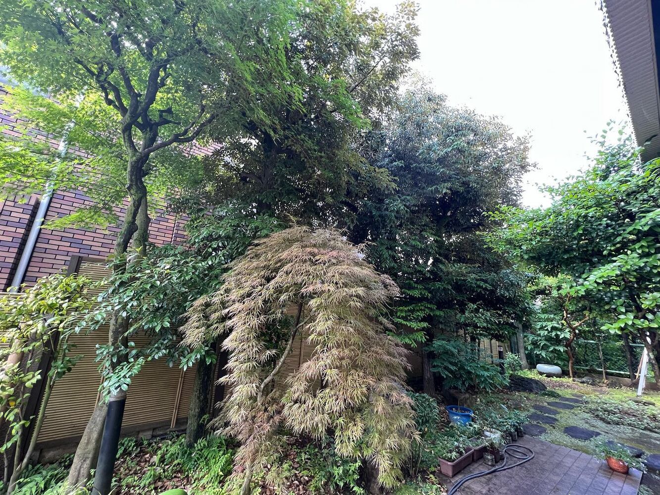 画像1529