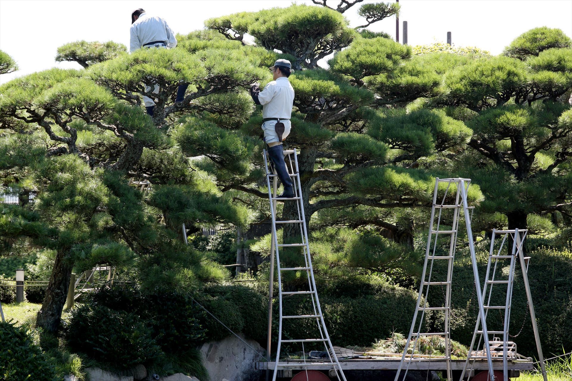 東久留米 植木屋